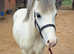 Lovely Welsh A Gelding