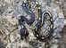 Black Pastel Special Royal Python