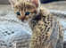 Exceptional quality Tica registered savannah kittens