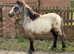 Shetland x welsh sec a filly