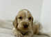3 stunning cocker spaniel boys