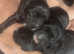 reduced cocker spaniels