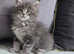 Maine coon kittens