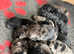 Beautiful F2 cockapoo pups