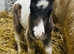Miniature Shetland piebald colt