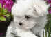 Exclusive Mini Maltese - Only One Boy Left!