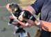 Bernese Mountains Puppies