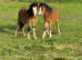 Welsh sec a matching colts