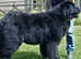 Pedigree  Newfoundland Female puppy ready now