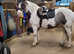 14.1 coloured gypsy cob.  Gelding. 12yrs old