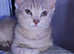 Stunning Ocicat x Siberian Forest Kittens.!