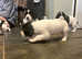 KC registered Springer Puppies
