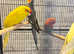 beautiful young birds for sale