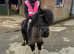 Stunning Shetland pony