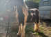 Dave rising 2 gelding cob