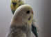 Gorgeous Baby Budgies