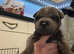 Chow peis  puppy's for sale shar pei x chow pei