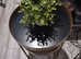 FAUX plant bushy in white pot