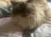 Himylian Persian boy