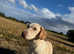 Fully healthy tested Dilute Labradors looking for their forever home