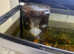 FREE X4 fish with tank just in need of new pump