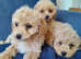 Poochon Puppies - little Teddy bears