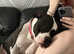 2 yo old bitch American bulldog