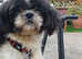 Sweet little shih tzu