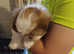 Shih tzu puppie female