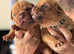 2 and a half week old Dogue de Bordeaux puppies