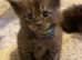 Beautiful full Maine coon babies
