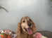 Fifi is looking for her retirement home