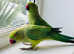 Beautiful young Indian running parrot