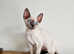Ready now  Last blue-eyed Devon Rex Girl