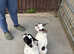 Girl and boy bostons looking for new home