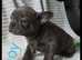 Blue French Bulldog puppies 12 weeks old