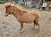 Registered miniature spotted yearling filly