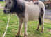 Filly's and colts