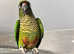 Stunning baby conure parrot