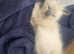 3 Birman kittens