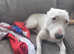 English bull terrier X