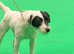 2.5 yr female Parson
