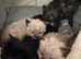 Kittens looking for forever home