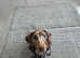 Female miniature dachshund