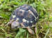 COMPLETE TORTOISE INDOOR SET UP with one Tortoise