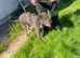 9 month lurcher boy for sale
