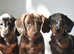 Mini smooth dachshunds