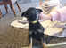 Rottweiler x german shepherd puppies
