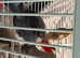 Female African grey Glasgow