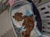 King Charles puppies for sale